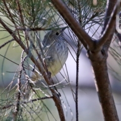 Acanthiza pusilla at Fyshwick, ACT - 6 Aug 2021