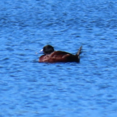 Oxyura australis (Blue-billed Duck) at Fyshwick, ACT - 6 Aug 2021 by RodDeb