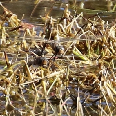 Anax papuensis (Australian Emperor) at Fyshwick, ACT - 6 Aug 2021 by RodDeb