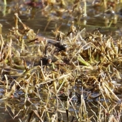 Anax papuensis at Fyshwick, ACT - 6 Aug 2021 02:28 PM