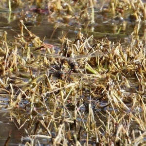 Anax papuensis at Fyshwick, ACT - 6 Aug 2021 02:28 PM