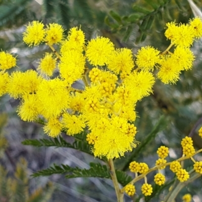 Acacia decurrens (Green Wattle) at Cook, ACT - 5 Aug 2021 by drakes