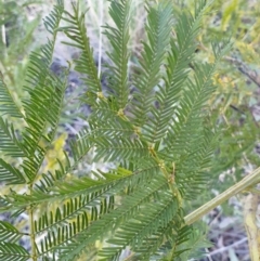 Acacia decurrens at Cook, ACT - 6 Aug 2021