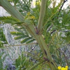 Acacia decurrens at Cook, ACT - 6 Aug 2021