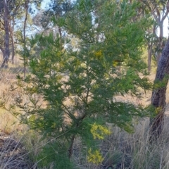 Acacia decurrens at Cook, ACT - 6 Aug 2021 08:48 AM