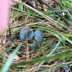 Acianthus sp. (Mayflower Orchid) at Acton, ACT - 3 Aug 2021 by Ned_Johnston