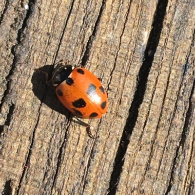 Hippodamia variegata (Spotted Amber Ladybird) at Pearce, ACT - 5 Aug 2021 by Ned_Johnston