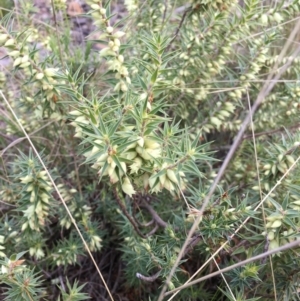 Melichrus urceolatus at Cotter River, ACT - 7 Aug 2021 08:46 AM