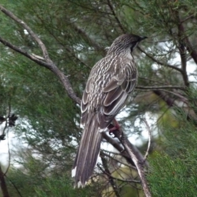 Anthochaera carunculata (Red Wattlebird) at Queanbeyan West, NSW - 31 Jul 2021 by Paul4K