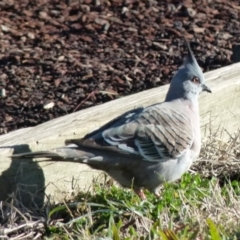 Ocyphaps lophotes (Crested Pigeon) at Queanbeyan West, NSW - 5 Aug 2021 by Paul4K