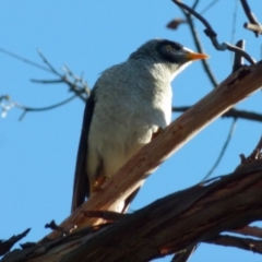 Manorina melanocephala (Noisy Miner) at Bicentennial Park - 6 Aug 2021 by Paul4K