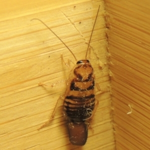 Robshelfordia sp. (genus) at Conder, ACT - 24 Apr 2021 03:15 AM