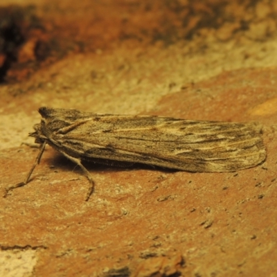 Ciampa arietaria (Brown Pasture Looper Moth) at Paddys River, ACT - 14 Apr 2021 by michaelb