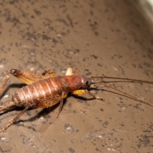 Mogoplistidae (family) at Acton, ACT - 6 Aug 2021 11:25 AM