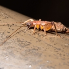 Mogoplistidae (family) at Acton, ACT - 6 Aug 2021