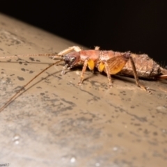 Mogoplistidae (family) at Acton, ACT - 6 Aug 2021 11:25 AM
