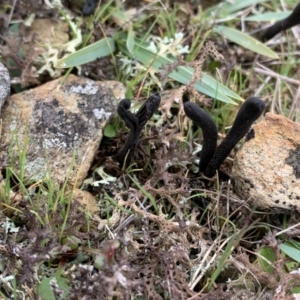 Geoglossum at Nanima, NSW - 7 Aug 2021 12:39 PM