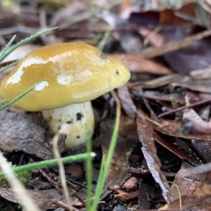 zz agaric (stem; gills not white/cream) at Nanima, NSW - 7 Aug 2021 12:42 PM