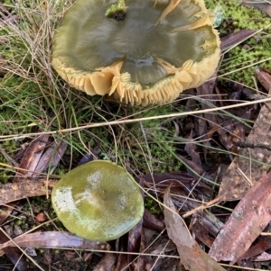 zz agaric (stem; gills not white/cream) at Nanima, NSW - 7 Aug 2021