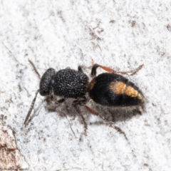 Ephutomorpha sp. (genus) (Mutillid wasp or Velvet ant) at Holt, ACT - 6 Aug 2021 by Roger