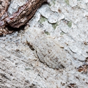 Ledromorpha planirostris at Holt, ACT - 6 Aug 2021