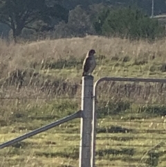 Falco berigora at Nanima, NSW - 7 Aug 2021