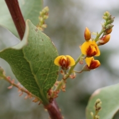 Daviesia latifolia (Hop Bitter-Pea) at Wodonga, VIC - 7 Aug 2021 by KylieWaldon