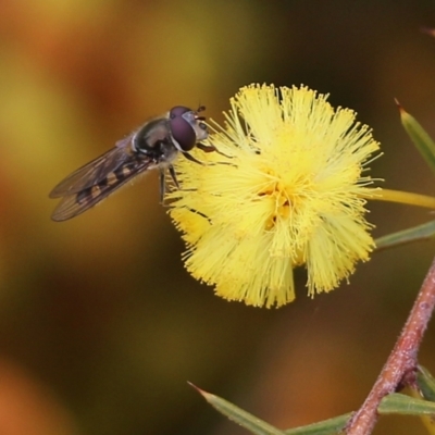  at Wodonga, VIC - 7 Aug 2021 by Kyliegw