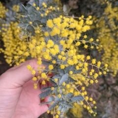 Acacia baileyana (Cootamundra Wattle, Golden Mimosa) at Table Top, NSW - 7 Aug 2021 by Darcy