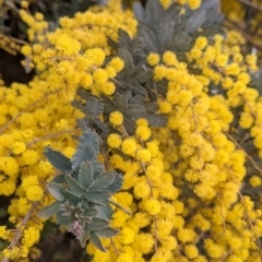 Acacia baileyana (Cootamundra Wattle, Golden Mimosa) at Table Top, NSW - 7 Aug 2021 by Darcy