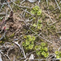 Drosera sp. (A Sundew) at Table Top, NSW - 7 Aug 2021 by Darcy