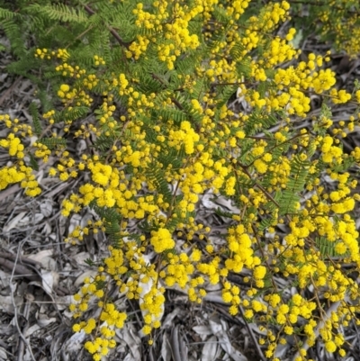 Acacia cardiophylla (Wyalong Wattle) at Table Top, NSW - 7 Aug 2021 by Darcy