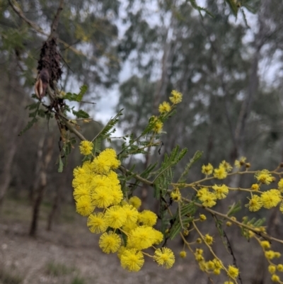 Acacia cardiophylla (Wyalong Wattle) at Table Top, NSW - 7 Aug 2021 by Darcy