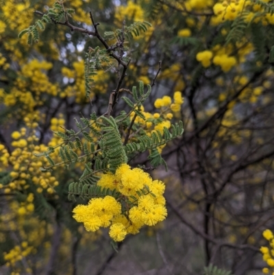 Acacia cardiophylla (Wyalong Wattle) at Table Top, NSW - 7 Aug 2021 by Darcy