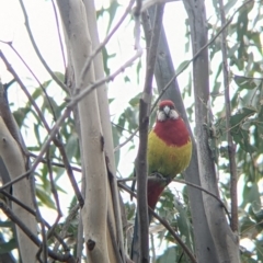 Platycercus eximius (Eastern Rosella) at Table Top, NSW - 7 Aug 2021 by Darcy