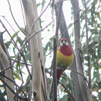 Platycercus eximius (Eastern Rosella) at Table Top, NSW - 7 Aug 2021 by Darcy