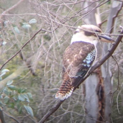 Dacelo novaeguineae (Laughing Kookaburra) at Table Top, NSW - 7 Aug 2021 by Darcy