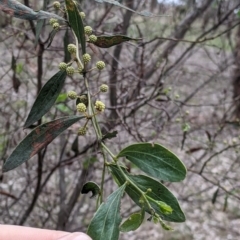 Acacia verniciflua (Varnish Wattle) at Table Top, NSW - 7 Aug 2021 by Darcy