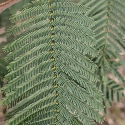 Acacia dealbata subsp. dealbata (Silver Wattle) at Table Top, NSW - 7 Aug 2021 by Darcy