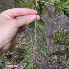 Grevillea robusta (Silky Oak) at Table Top, NSW - 7 Aug 2021 by Darcy