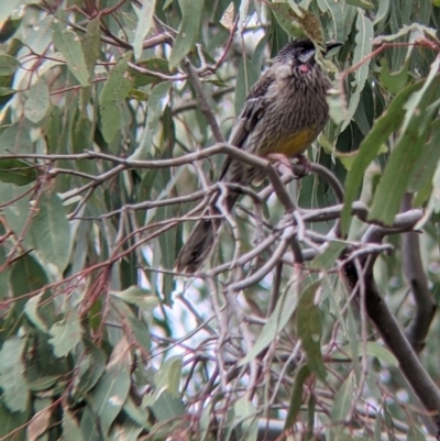 Anthochaera carunculata (Red Wattlebird) at Table Top, NSW - 7 Aug 2021 by Darcy