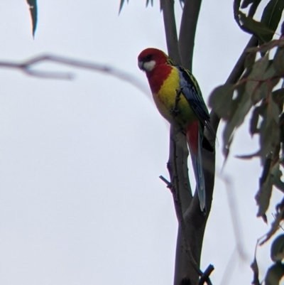 Platycercus eximius (Eastern Rosella) at Table Top, NSW - 7 Aug 2021 by Darcy