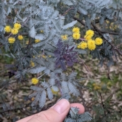 Acacia baileyana (Cootamundra Wattle, Golden Mimosa) at Table Top, NSW - 7 Aug 2021 by Darcy