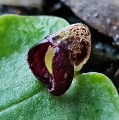 Corysanthes incurva (Slaty Helmet Orchid) at Jerrabomberra, NSW - 7 Aug 2021 by RobG1