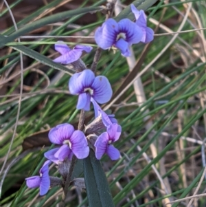 Hovea heterophylla at Downer, ACT - 7 Aug 2021