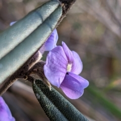 Hovea heterophylla at Downer, ACT - 7 Aug 2021 03:16 PM