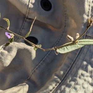 Hovea heterophylla at Downer, ACT - 7 Aug 2021 03:16 PM