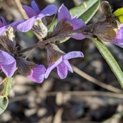 Hovea heterophylla at Downer, ACT - 7 Aug 2021 03:16 PM