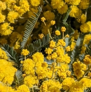 Acacia baileyana at Downer, ACT - 27 Jul 2021 12:18 PM