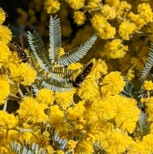 Acacia baileyana at Downer, ACT - 27 Jul 2021 12:18 PM